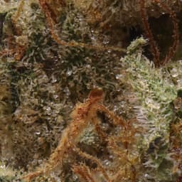 Premium-Cannabiotix-Grand Master-image-2