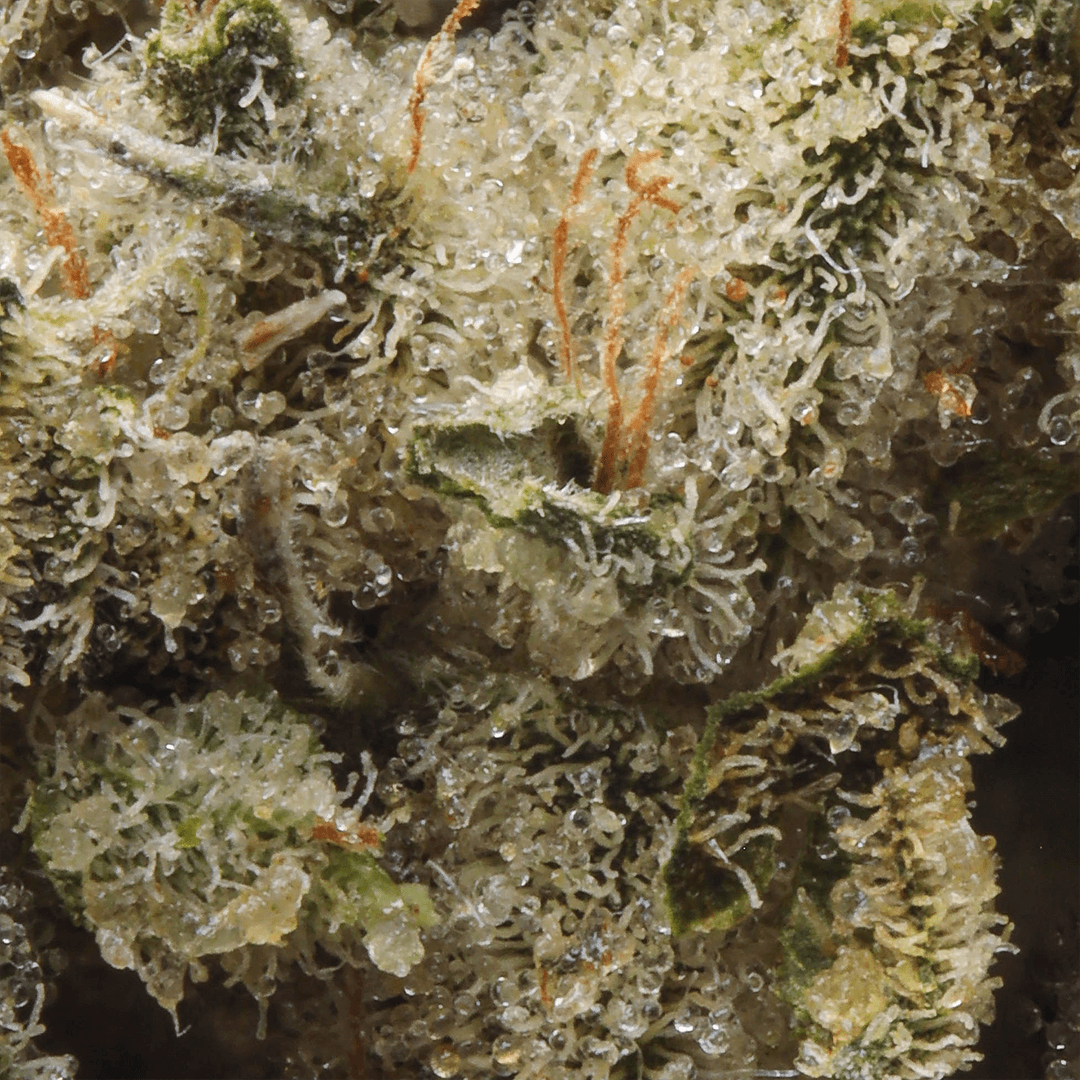 Premium - Claybourne Co. - Kush Mints - image-2